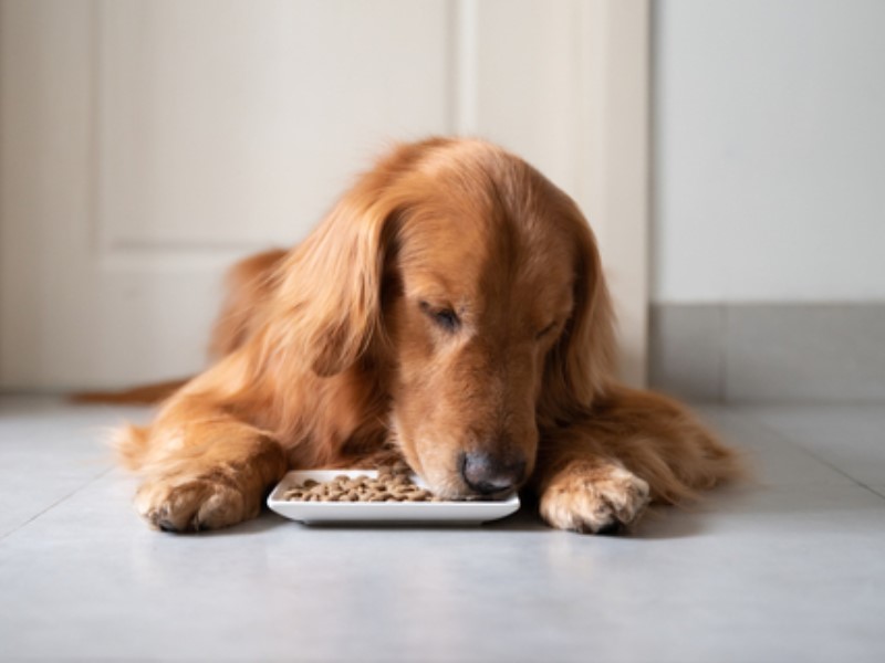 hladno prešana hrana za pse