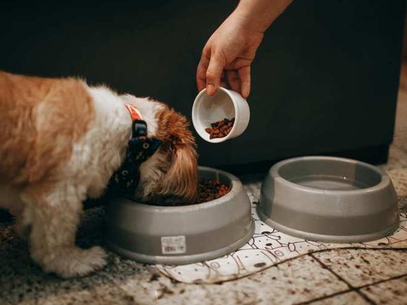 najbolja hrana za pse prirodna, biološki prikladna
