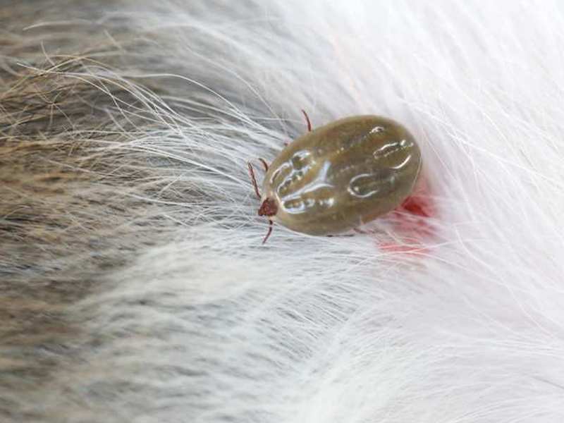 krpelj na psu može prenijeti različite uzročnike bolesti